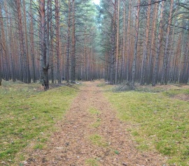 Прирезка лесных участков Кадастровые работы в Бронницах